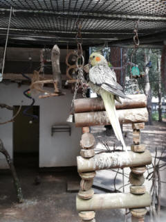 aviary