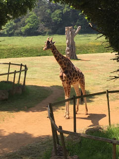 giraffe
